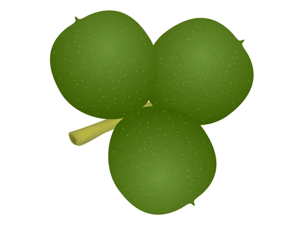 Tres nueces verdes sobre un fondo blanco . — Vector de stock