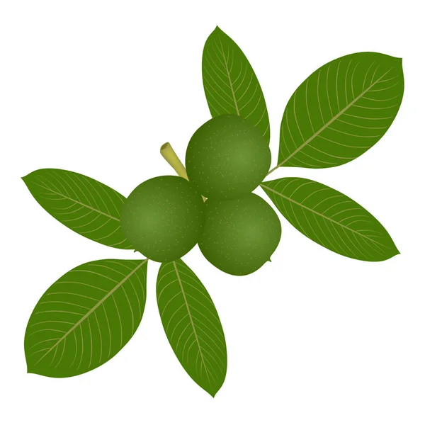 Gröna valnötter med blad på vit bakgrund. — Stock vektor