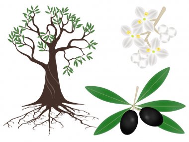 Zeytin beyaz zemin üzerinde bir bitki parçası.