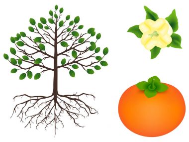 Trabzon hurması bitki parçası.