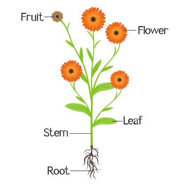 Bitki calendula yapısını.