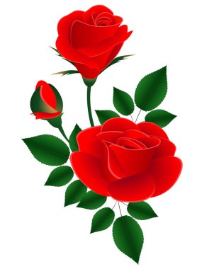 Yapraklarla beyaz zemin üzerine kırmızı gül buketi.