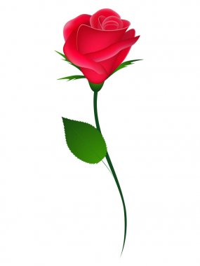 Beyaz arka plan öğesi için tasarım üzerinde kırmızı gül.