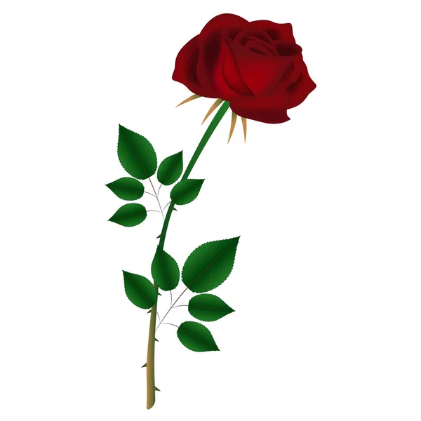 Красная Бархатная Роза Листьями Белом Фоне — стоковый вектор