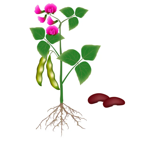 Bean Plant White Background — Stock Vector