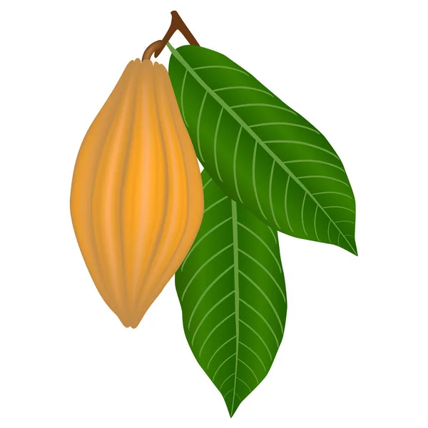 Fruto Cacao Una Rama Con Hojas — Vector de stock