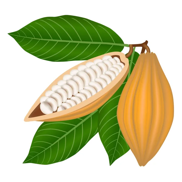 Kakao Çekirdeği Ile Bir Şube Yapraklarda — Stok Vektör