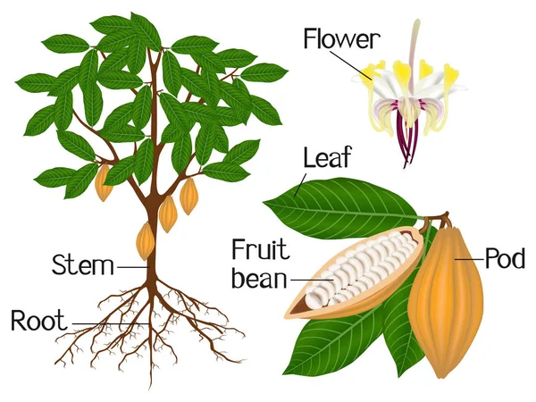 Eine Illustration Mit Teilen Einer Kakaopflanze — Stockvektor