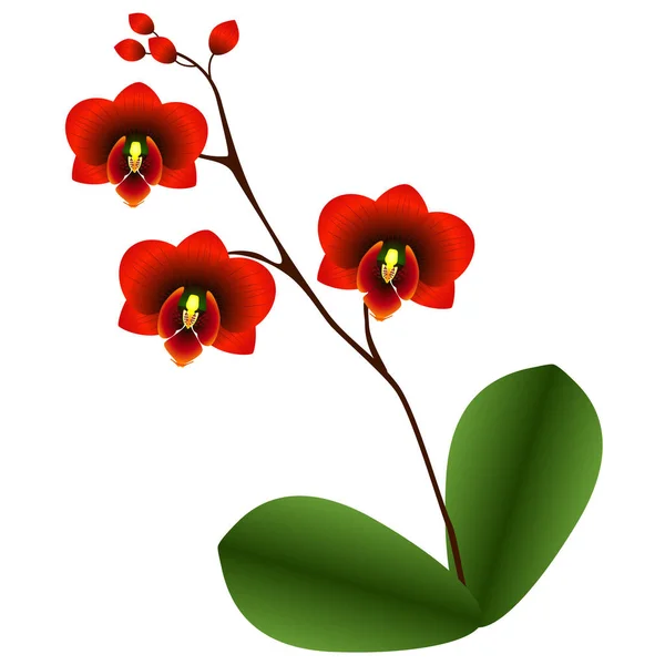 Orquídea Roja Con Hojas Sobre Fondo Blanco — Vector de stock