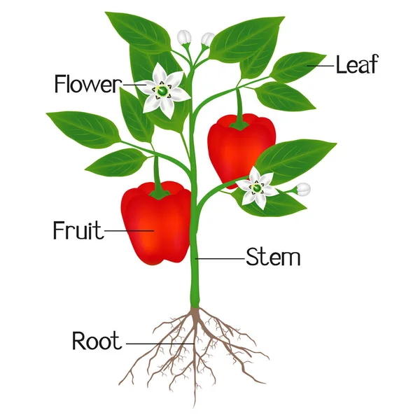 赤コショウの植物の部分を示す図 — ストックベクタ