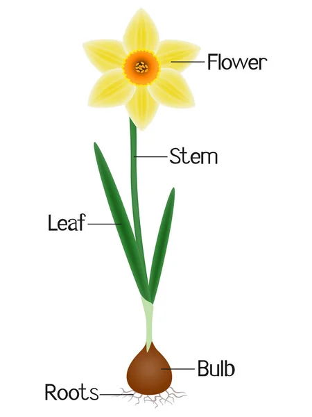 Una Ilustración Que Muestra Partes Una Planta Narciso — Vector de stock