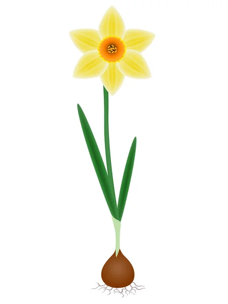 Rostlina Narcis Bílém Pozadí — Stockový vektor