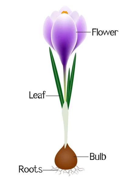 Bulb diagram with labels