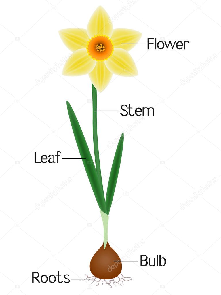 Una ilustración que muestra partes de una planta de narciso. 2023