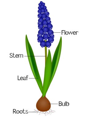 Muscari mavi üzüm sümbül bitki bölümlerini gösteren bir resim.