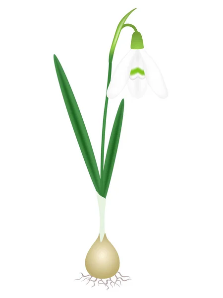 Sněženka Rostlina Žárovkou Izolované Bílém Pozadí — Stockový vektor