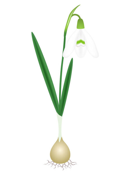 A snowdrop plant with a bulb, isolated on a white background.