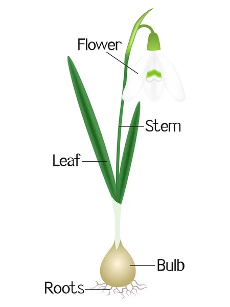 Μια Εικόνα Που Δείχνει Τμήματα Ενός Φυτού Λευκόιο — Διανυσματικό Αρχείο