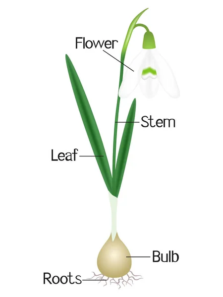 Иллюстрация Показывающая Части Подснежника — стоковый вектор