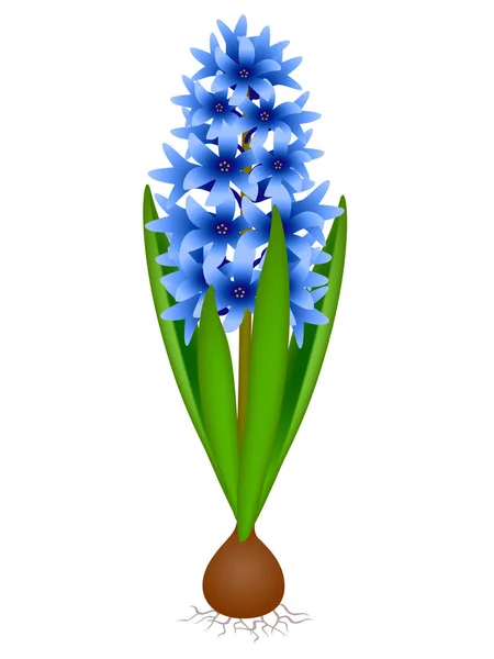 Jacinthe Bleue Avec Ampoule Isolée Sur Fond Blanc — Image vectorielle