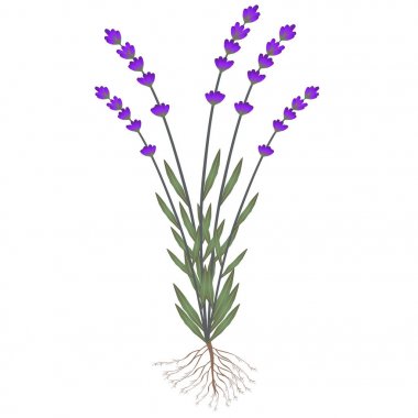 Lavanta bitki kökleri üzerinde beyaz bir arka plan ile.