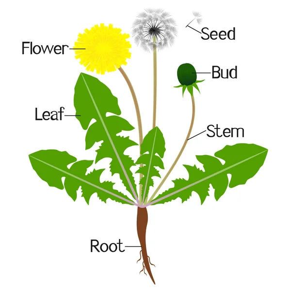 タンポポ属の植物の部分を示す図 — ストックベクタ