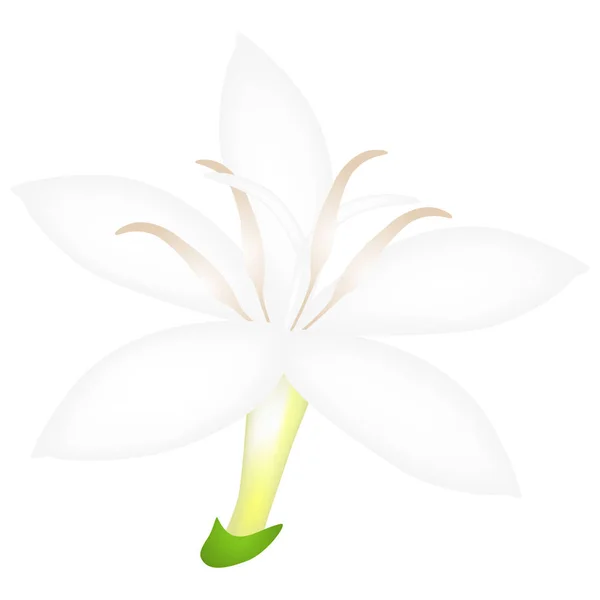 Otevřené Kávový Květ Izolovaných Bílém Pozadí — Stockový vektor