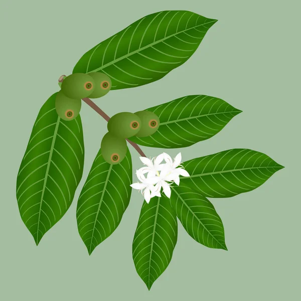 Кофейная Ветка Белыми Цветами Зелеными Ягодами — стоковый вектор