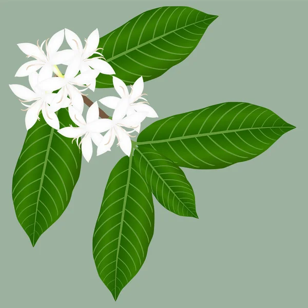 Blommande Kvist Kaffe Med Blad Grön Bakgrund — Stock vektor