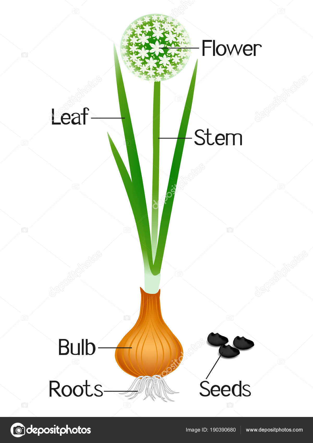 Illustration Showing Parts Onion Plant — Stock Vector ... Illustration Showing Parts Onion Plant — Stock Vector ...