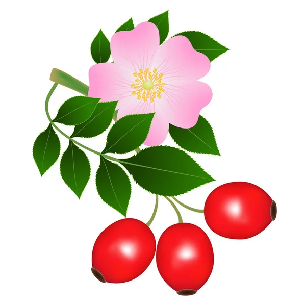 Ветка Шиповника Цветком Красными Ягодами — стоковый вектор