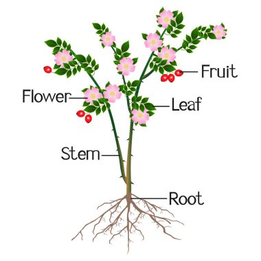 Kuşburnu bitkisinin bir parçası gösterilmektedir.