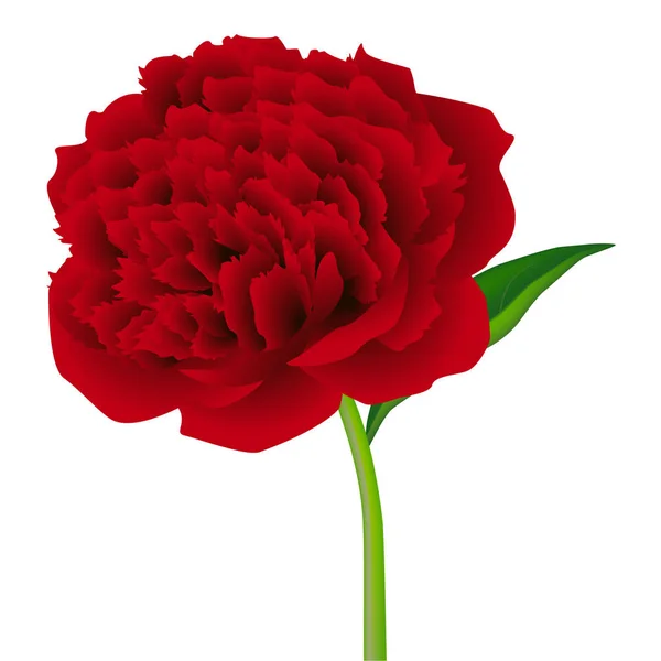 Flor Peonía Roja Con Hoja Aislada Sobre Fondo Blanco — Vector de stock