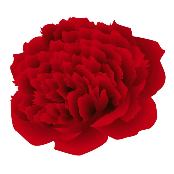 Grande Flor Peônia Vermelha Isolada Fundo Branco — Vetor de Stock
