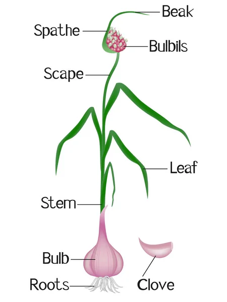 Parte Una Planta Ajo Sobre Fondo Blanco — Vector de stock