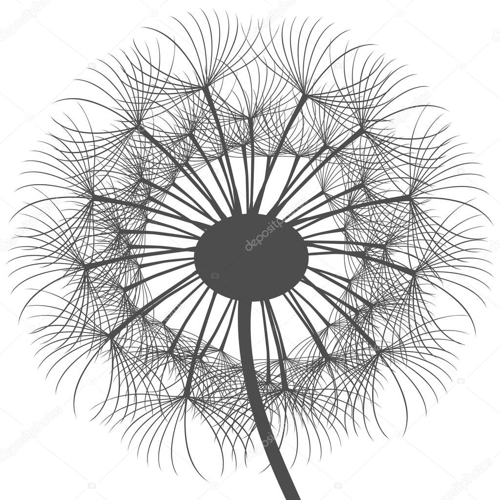  Large gray dandelion head on a white background.