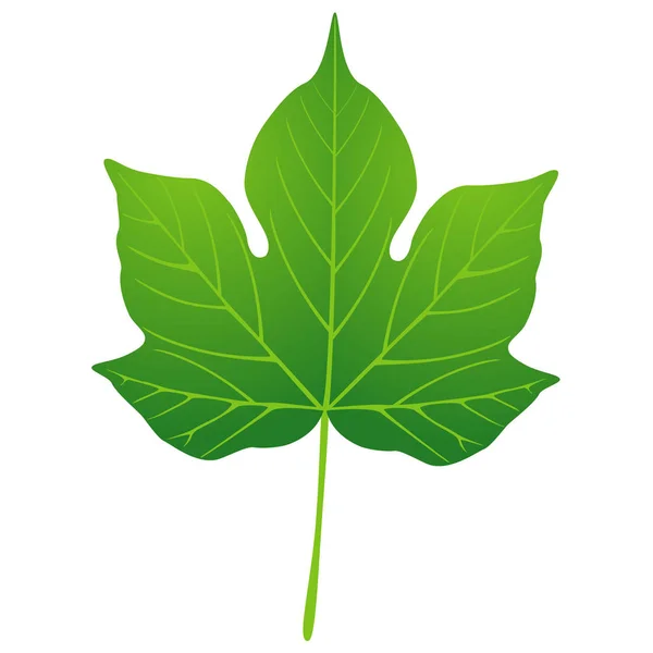 Hoja Verde Algodón Sobre Fondo Blanco Elemento Diseño — Vector de stock