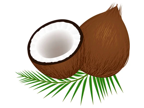 Kokosnuss Mit Hälfte Und Blättern Auf Weißem Hintergrund — Stockvektor