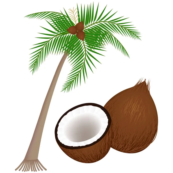 Deel Van Een Plant Van Kokosnoot Een Witte Achtergrond — Stockvector