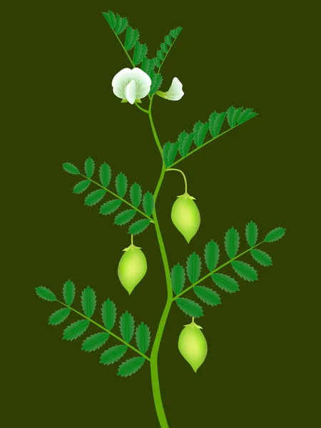 Ein Zweig Einer Kichererbsenpflanze Mit Grünen Schoten Und Weißen Blüten — Stockvektor