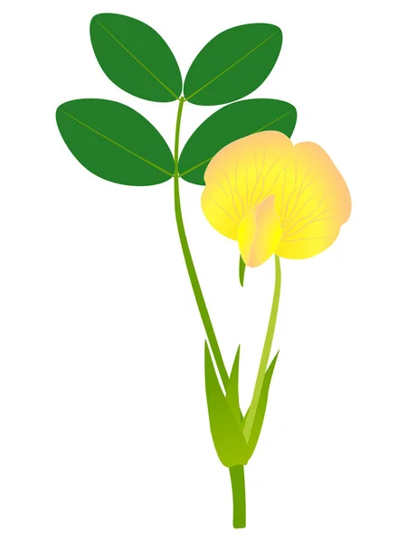 Arašídovou Květina Izolované Bílém Pozadí — Stockový vektor