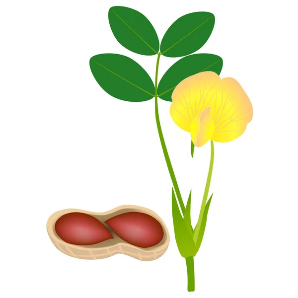Plantas Amendoim Com Feijão Fundo Branco Isolado — Vetor de Stock
