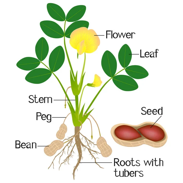 Una Ilustración Que Muestra Partes Una Planta Cacahuete — Vector de stock