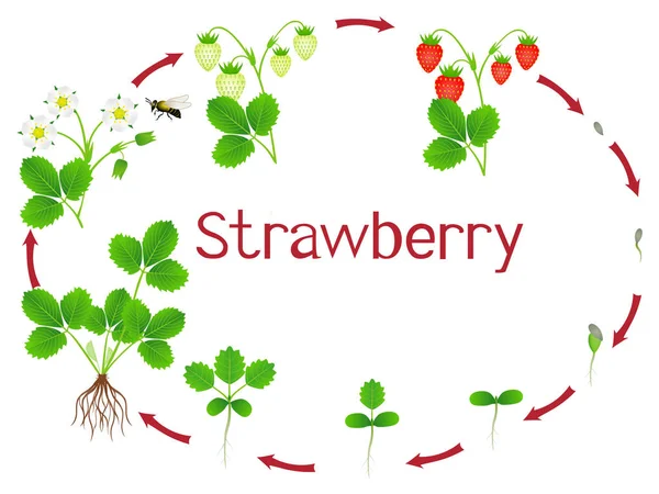 Strawberry Plant Growth Stages Isolated White Background — Stock Vector