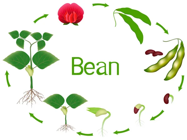 Bean plant growth stages isolated on white background. — Stock Illustration Bean Plant Growth Stages Isolated White Background Stock Vector