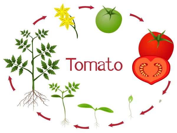Tomato Plant Growth Stages Isolated White Background — ストックベクタ