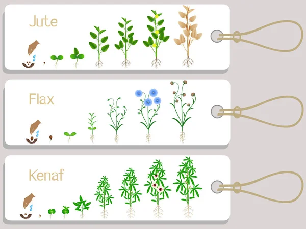 Taggar För Jute Lin Och Kenaf Växters Tillväxtcykel — Stock vektor