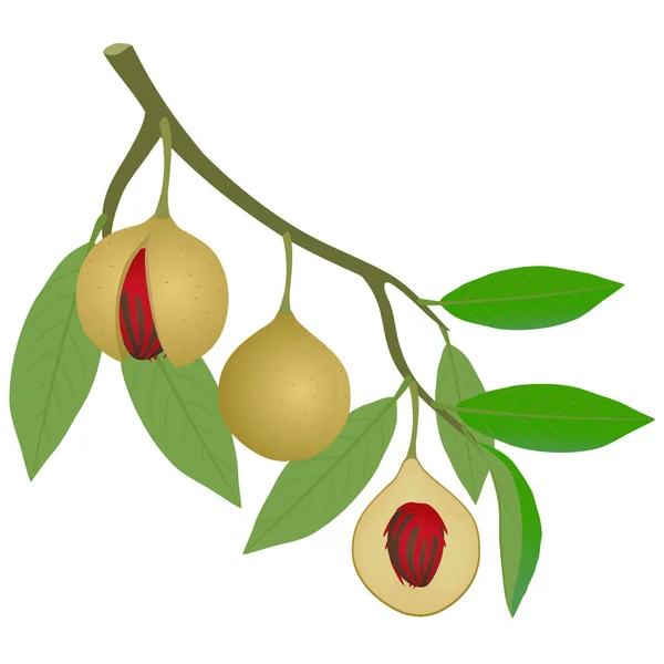 Una Rama Con Nueces Hojas Sobre Fondo Blanco — Vector de stock