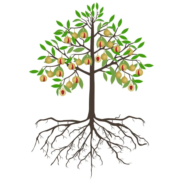 Beyaz Arka Planda Meyveli Fındık Ağacı — Stok Vektör