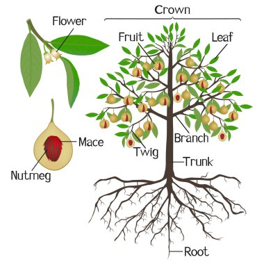 Beyaz arka planda hindistan cevizi bitkisi parçaları.